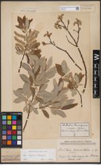Foto von Salix caprea L. x Salix eleagnos Scop.